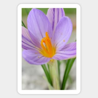 Crocus imperati subsp. suaveolens Sticker